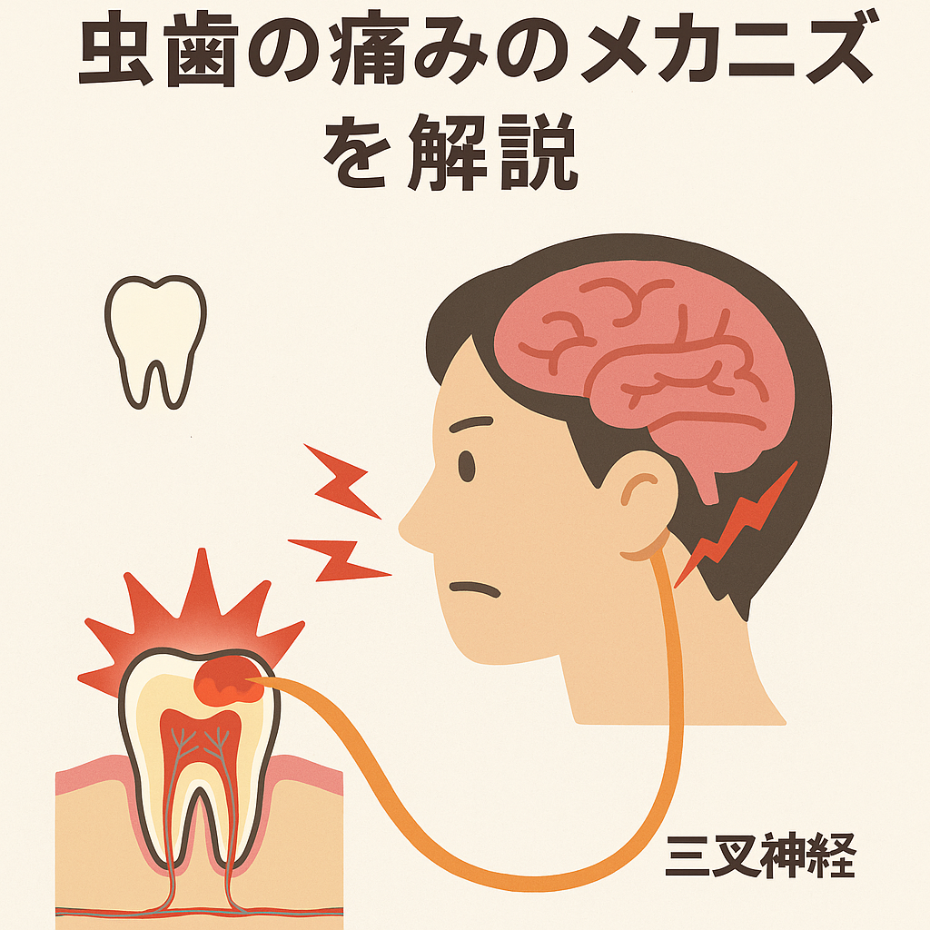 歯の痛みはなぜ強い？脳と歯髄の関係と虫歯の痛みのメカニズムを解説